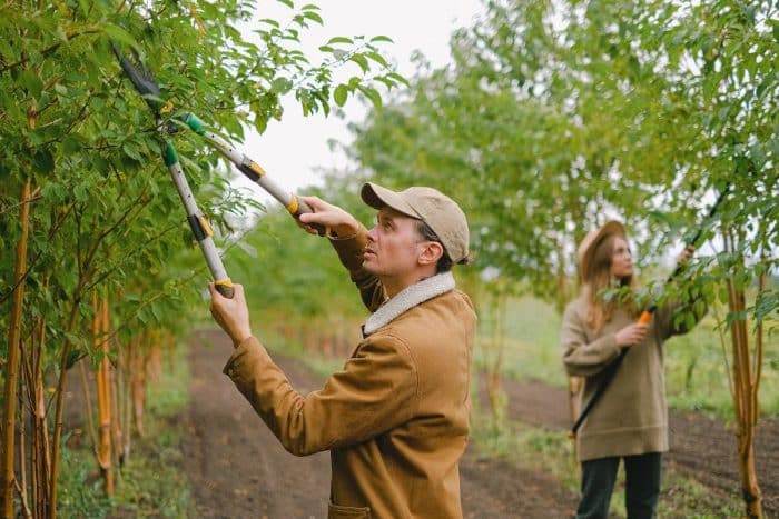 Tout savoir sur les techniques de bouturage des arbres fruitiers