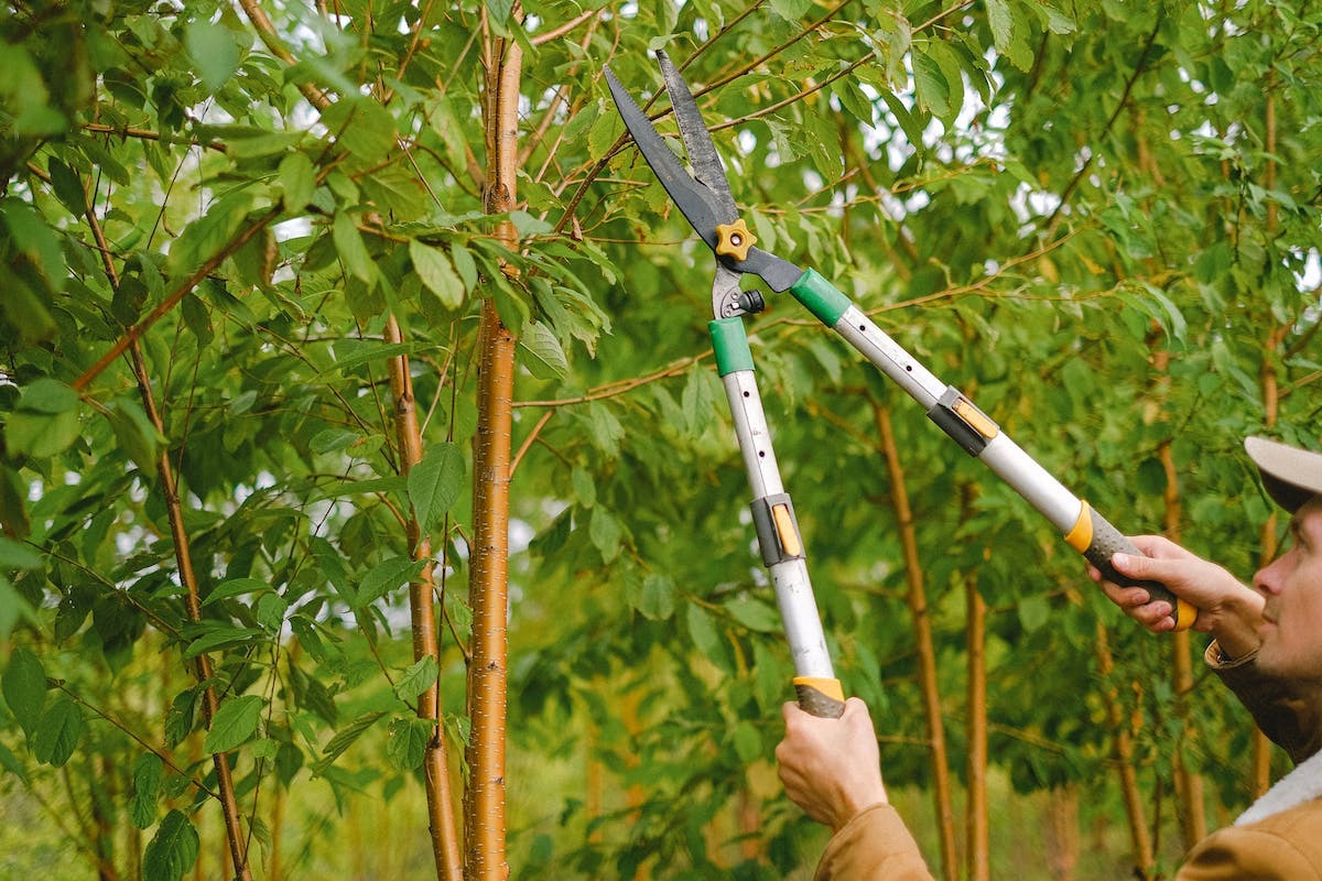 bouturage arbres